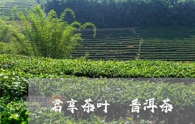 君享茶叶 普洱茶/2023041095038